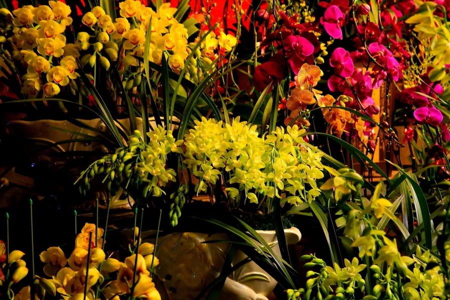 收藏!可能是最全的2018年广州各区花市安排及