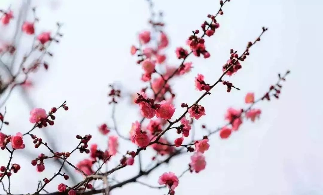 女王节丨全重庆最全的赏花地点推荐,今年就要