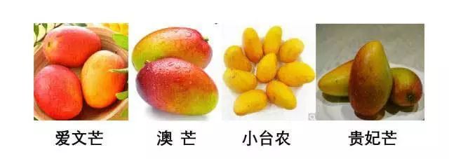 史上最全的芒果品种,不愁买不到正宗的芒果